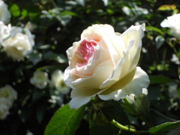 �����T�[��