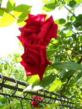 �A���N���E�E�H���^�[�V�o��I