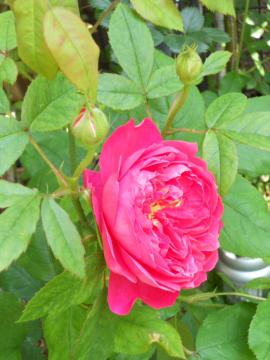 �x���W���~���E�u���e��