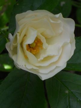 ��T�}�[�E�X�m�[