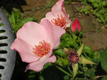 �f�C���e�B�E�x�X