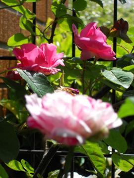 �[�t�B���[�k�E�h���[�A��