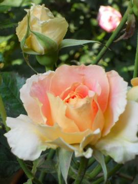 �u���X�o���h