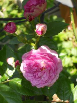 �G�N�Z�����g�E�t�H���E�V���[�x���g