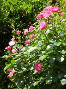 �A���W�F��