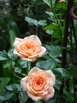 �X�C�[�g�E�h���[��