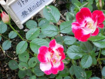 ���g���E�A�[�e�B�X�g