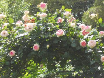 �����T�[���A�[�`�J�ԁI