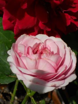 ���C���b�N���[�Y