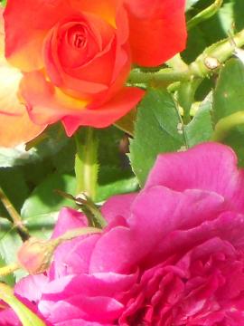 �V�F�[�N�X�s�A�ƃt�����C�e