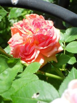 �A���q�~�X�g�E������