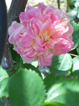 �A���q�~�X�g�E�炫�I���