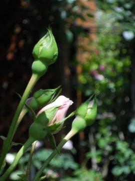 �j���[�h�[�����Q