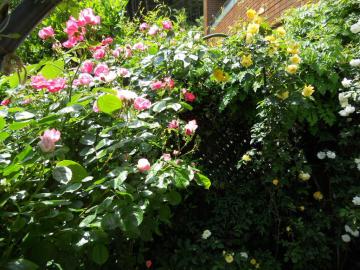 ���̂�S�[���h�E�o�j�[����A���W�F���ւ̃A�[�`