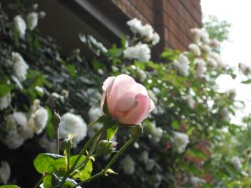 �j���[�h�[���J���܂����I