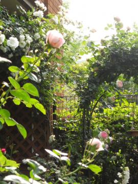 �������󂯂āA�j���[�h�[���E�E�E