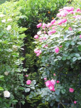 �A���W�F���Ƃ�T�}�[�E�X�m�[