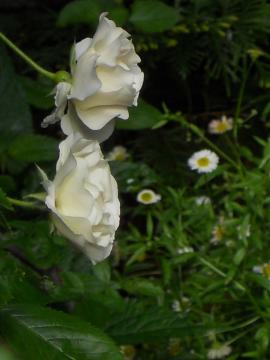 ��T�}�[�E�X�m�[