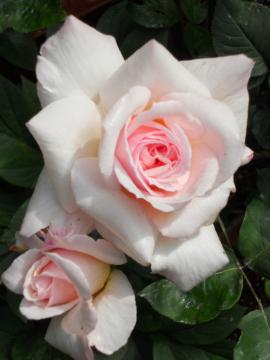 �I�t�F���A�̌Z��