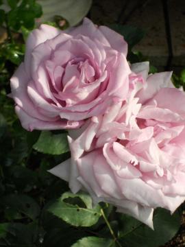 �u���[���[���̌Z��