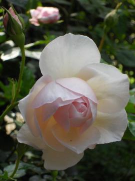 �����̃w���e�[�W