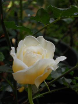 �N���A�E�I�[�X�`��