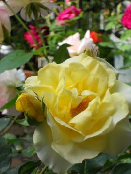 �����̃J�X�N�h�[��