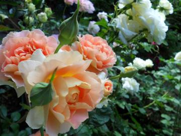 �u���X�E�o���h�ƃ`���C�R�t�X�L�[