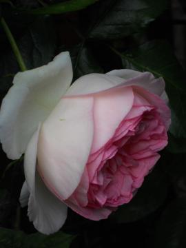 �����̃s�G�[���E�h�D�E�����T�[��