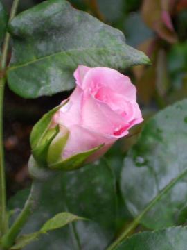 �X�g���x���[�E�A�C�X