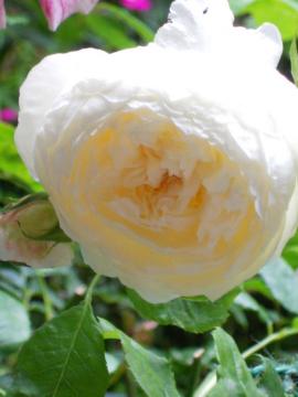 �N���A�E�I�[�X�e�B��