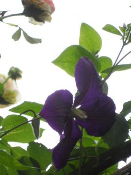 �N���}�`�X�F�W���b�N�}�j�[