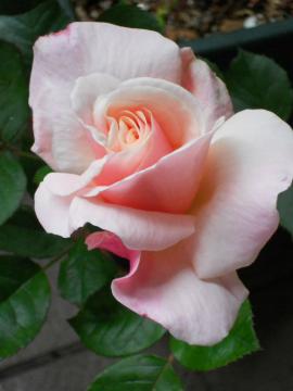 �I�[�h���[�E�w�b�v�o�[��