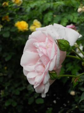 �J�~��̃j���[�h�[��