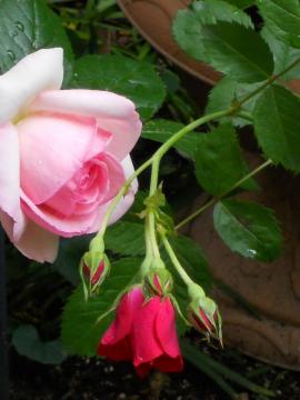 ���O�m�ꂸ�̐Ԃ��K�N