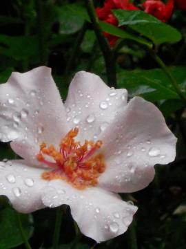 �J�~��̒��F�f���e�B�E�x�X