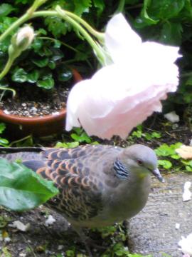 ���͂悤�I�n�g����