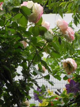 �����T�[���ƃN���}�`�X�E�W���b�N�}�j�[