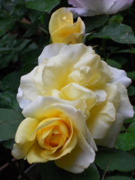 �����̃J�X�N�h�[��