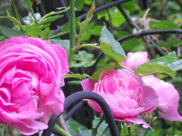 �����[�k�E�r�N�g���A