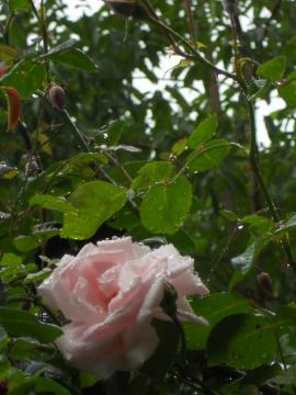 �J�̒��̃j���[�E�h�[��