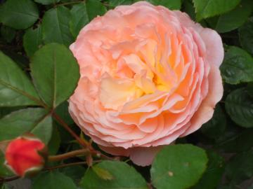 ���f�B�E�G�}�E�n�~���g��