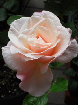 �I�[�h���[�E�w�b�v�o�[��