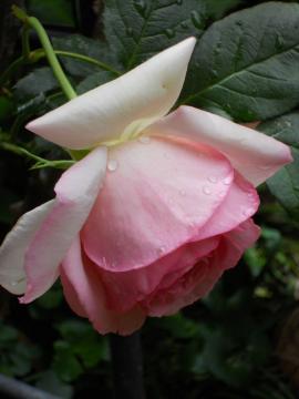 �J�̒��̃����T�[��