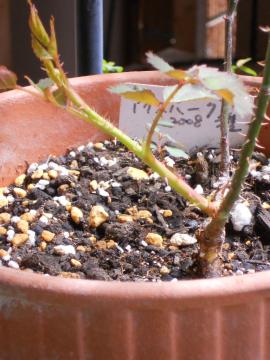 �킩���Ă���A�C�X�o�[�O