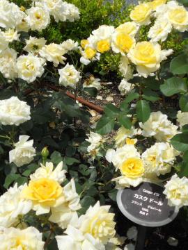 �J�X�N�h�[��