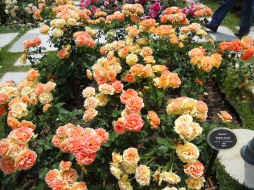 �u���X�o���h