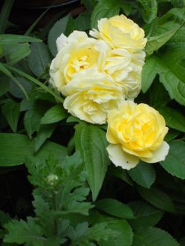 �}���؂̃S�[���f���E�{�[�_�[