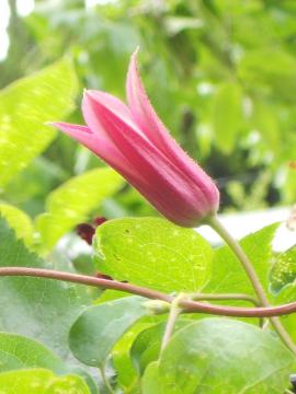 �N���}�`�X�F�v�����Z�X�E�_�C�A�i