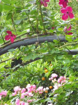 ��A�[�`�̏�ŃN���}�`�X